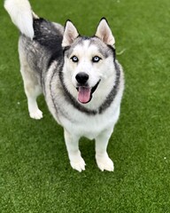siberian husky dog
