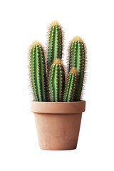 Cactus in a pot isolated, ideal for design mockups, lifestyle visuals, and plant themed content.