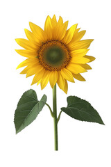 Fototapeta premium Isolated sunflower bloom – perfect for farmhouse style, rustic decor, and seasonal visuals