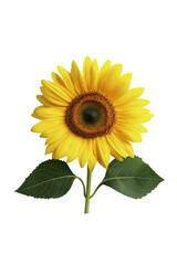 Obraz premium Blooming sunflower isolated image perfect for natural design, home style, and social media