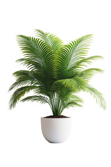 Obraz premium Areca Palm branch in a pot isolated on white, perfect for tropical home decor and interior design.