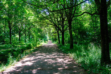 Fototapeta premium Parco Nord, public park in Milan, Italy