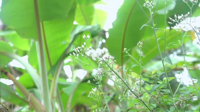 Senecio vulgaris, often known by the common names groundsel and old-man-in-the-spring, is a flowering plant in the family Asteraceae.