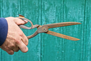 one old rusty brown retro sharp traditional open with handle industrial scissors in hand of man in...
