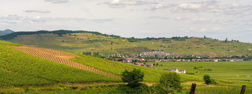 Vignoble alsacien : de nouvelles parcelles et des jeunes plants au printemps, CEA, Alsace, Grand Est, France