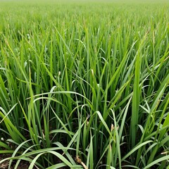 Obraz premium Green grass, grass background, grassy wallpaper, nature, 