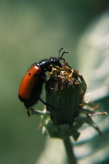 colorado potato beetle