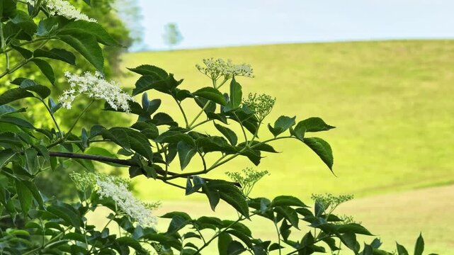 elderberry on green field and tree
