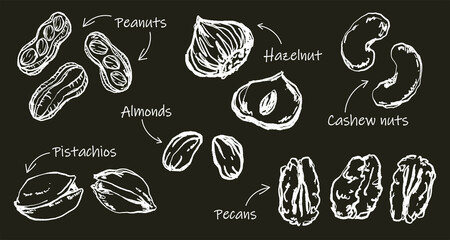 Doodle Elements of Nuts And Seeds - Hand-Drawn Illustration