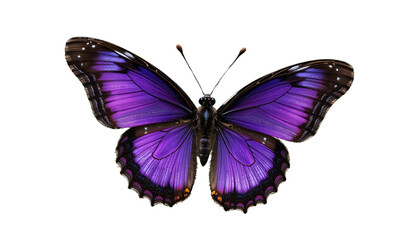 Purple emperor butterfly in flight, iridescent purple and black wings, isolated.