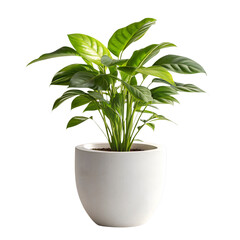 Green plant in a pot with leaves and natural decoration