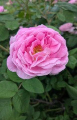 pink rose in garden