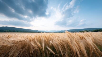 A serene view of golden wheat swaying gently under a cloudy sky, capturing the essence of nature's beauty and tranquility in a rural setting.