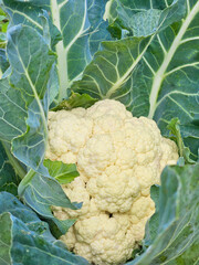 Close up on the head of white cauliflower in plant