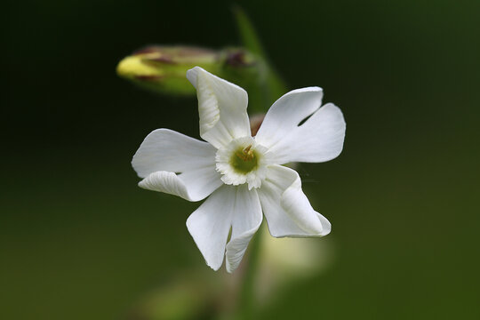 White flower of Carnation campion on blurred green background..