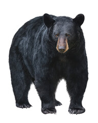 Fototapeta premium Black bear full-body standing watercolor illustration on a white background, png, transparent