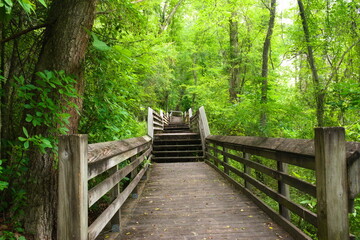 Obraz premium A nice wooden boardwalk makes up part of the hiking trail along the Lumber River at Lumber River State Park.