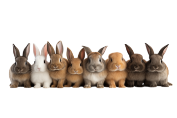 Nine Adorable Rabbits: A Row of Fluffy Friends isolated on transparent background png