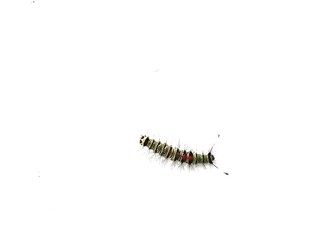 macro photo of caterpillar with isolated white background