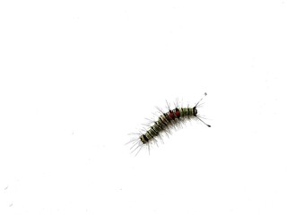 macro photo of caterpillar with isolated white background