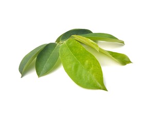 fresh soursop leaves isolated on white background