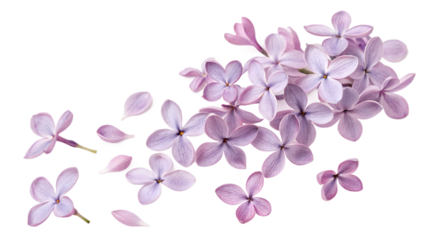Delicate lilac blossoms scattered across a soft surface, enhancing the ambiance with their gentle hue and sweet fragrance in early spring Generative AI