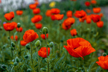 Blooming red poppies against a green field
