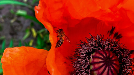 Close-up of a bee pollinating a poppy