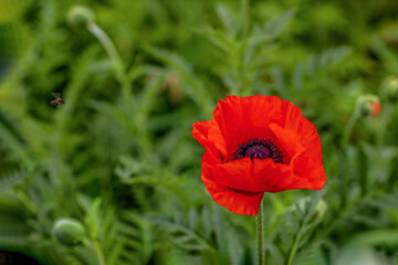 Blooming red poppy on a blurred background of a green field