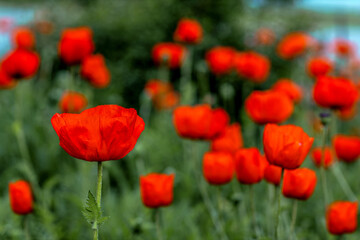 Blooming red poppies against a green field