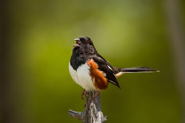 Male Eastern Towhee singing on the tip of a dead branch