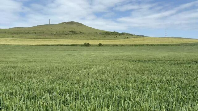 Vent sur un champ de bl&eacute; pr&egrave;s du cap blanc nez
