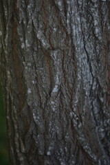 Close-Up of Tree Bark Texture