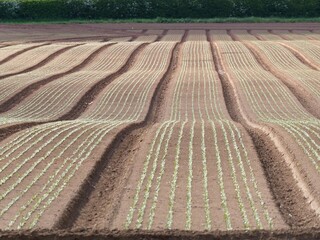 Uniform undulating field with ploughed rows of crops just starting to appear 