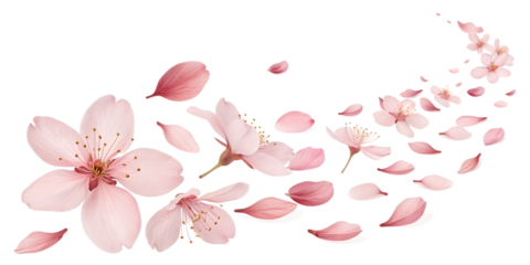 Delicate cherry blossoms floating gracefully through the air, capturing the essence of spring's beauty and renewal in a serene setting Generative AI Sakura and leaves are flying, png