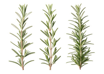 Obraz premium Fresh green rosemary sprigs arranged artistically on a clean background showcasing natural textures and colors of the herb Generative AI png
