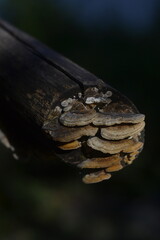 Tree Trunk with Mushroom Cluster