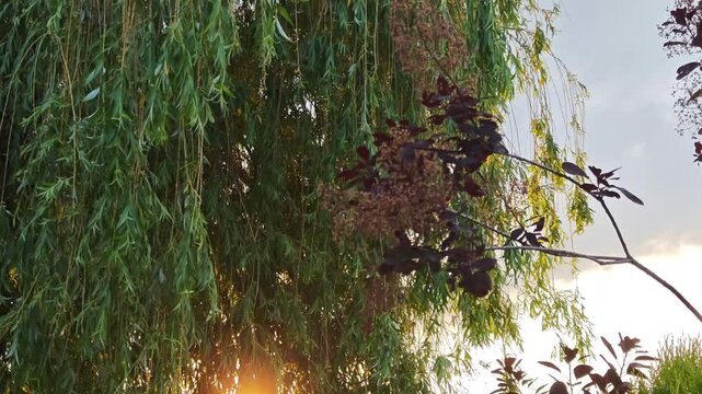 Sunlight shines through weeping willow leaves and smoke tree branches in a garden