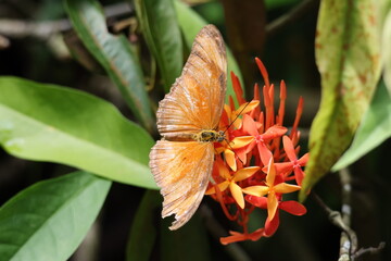 Brown and Orange Butterfly - Julia heliconian butterfly (Dryas iulia) pollinating Ixora sp....