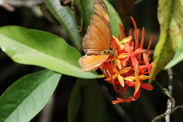 Brown and Orange Butterfly - Julia heliconian butterfly (Dryas iulia) pollinating Ixora sp....
