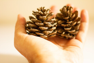 2 beautiful pine cones on the palm of your hand