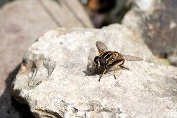 Close up of a stripy hoverfly fly insect on a stone by a pond