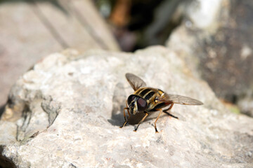 Close up of a stripy hoverfly fly insect on a stone by a pond