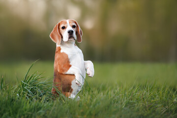 cute beagle dog begging outdoors on green grass
