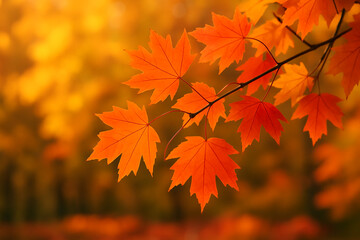Autumn fall leaves of maple trees. Autumn fall leaves in sunlight. Natural autumn background. Autumnal background. Foliage, falling leaves background. Autumn leaf