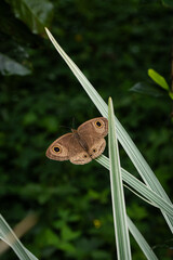 Butterfly on a leaf