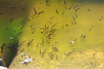 Close up of mosquito and insect water larvae in a garden pond
