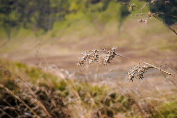 dry grass in the meadow of Bromo Mountain
