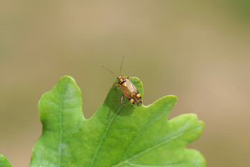 Plantbug, Striped Oak Bug, Rhabdomiris striatellus on an oak leaf. Tribe Mirini. Subfamily Mirinae. Family Miridae. Spring, Netherlands, May