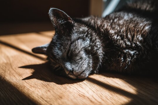 A sleepy black cat resting peacefully on wooden floor bathed in warm sunlight with gentle shadows creating a serene and tranquil atmosphere for relaxation